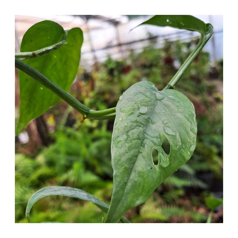 Potho Pinnatum Cebu Blue 4 Potho Pinnatum Cebu Blue - Imagen 2