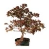 Pre-bonsai Acer Palmatum Deshojo 1 Pre-bonsai Acer Palmatum Deshojo -Suministros De Jardineria Ventas 2024 pre bonsai acer palmatum deshojo