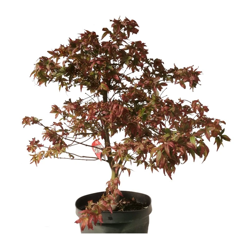 Pre-bonsai Acer Palmatum Deshojo 3 Pre-bonsai Acer Palmatum Deshojo
