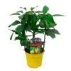 Pre-Bonsái Citrus Limón 1 Pre-Bonsái Citrus Limón -Suministros De Jardineria Ventas 2024 pre bonsai citrus limon