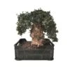 Pre-bonsai Olea Europaea 25 Años -Suministros De Jardineria Ventas 2024 pre bonsai olea europaea 25 anos