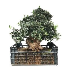 Pre-Bonsai Olea Europaea 26 Años -Suministros De Jardineria Ventas 2024 pre bonsai olea europaea 26 anos 1