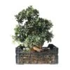 Pre-Bonsai Olea Europaea 26 Años -Suministros De Jardineria Ventas 2024 pre bonsai olea europaea 26 anos
