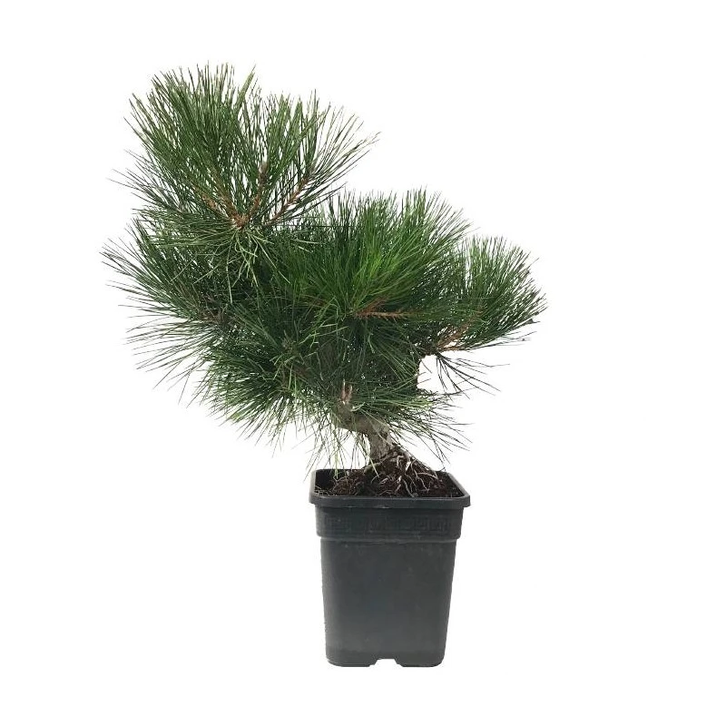 Pre-Bonsai Pinus Thunbergi 4 Pre-Bonsai Pinus Thunbergi - Imagen 2