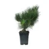 Pre-Bonsai Pinus Thunbergi -Suministros De Jardineria Ventas 2024 pre bonsai pinus thunbergi