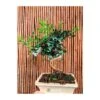 Bonsái Pistacia Lentiscus -Suministros De Jardineria Ventas 2024 pre bonsai pistacia lentiscus
