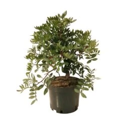 Pre- Bonsai Pistacia Lentiscus 8 Años -Suministros De Jardineria Ventas 2024 pre bonsai pistacia lentiscus 8 anos 1