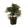 Pre- Bonsai Pistacia Lentiscus 8 Años -Suministros De Jardineria Ventas 2024 pre bonsai pistacia lentiscus 8 anos