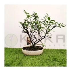 Bonsái Pyracantha Coccinea 5 Bonsái Pyracantha Coccinea -Suministros De Jardineria Ventas 2024 pre bonsai pyracantha coccinea 1