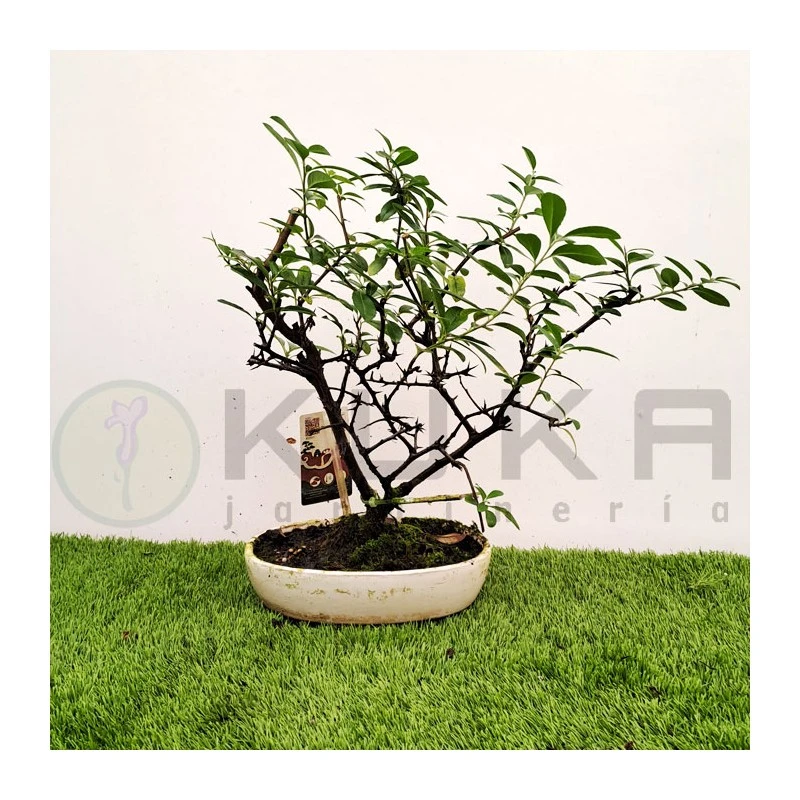 Bonsái Pyracantha Coccinea 4 Bonsái Pyracantha Coccinea - Imagen 2