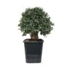 Pre-bonsai Quercus Suber 1 Pre-bonsai Quercus Suber -Suministros De Jardineria Ventas 2024 pre bonsai quercus suber