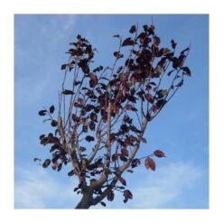 Prunus Pisardi -Suministros De Jardineria Ventas 2024 prunus pisardi 1