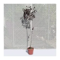 Prunus Pisardi -Suministros De Jardineria Ventas 2024 prunus pisardi 2