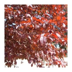 Prunus Pisardi EJEMPLAR -Suministros De Jardineria Ventas 2024 prunus pisardi ejemplar 3