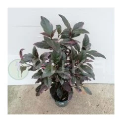 Pseuderantheumum Atropurpureum -Suministros De Jardineria Ventas 2024 pseuderantheumum atropurpureum 1
