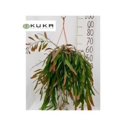 Pseudorhipsalis Ramulosa 5 Pseudorhipsalis Ramulosa -Suministros De Jardineria Ventas 2024 pseudorhipsalis ramulosa 1