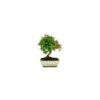 Bonsái Punica Granatum 2 Bonsái Punica Granatum -Suministros De Jardineria Ventas 2024 punica granatum bonsai