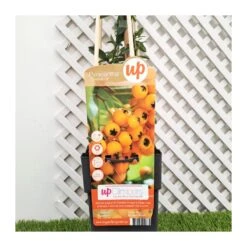 Pyracantha Soleil D´or -Suministros De Jardineria Ventas 2024 pyracantha soleil dor 1