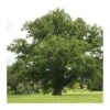 Quercus Robur 1 Quercus Robur -Suministros De Jardineria Ventas 2024 quercus robur
