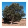 Quercus Suber -Suministros De Jardineria Ventas 2024 quercus suber