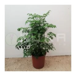 Radermachera Sinica -Suministros De Jardineria Ventas 2024 radermachera sinica 1