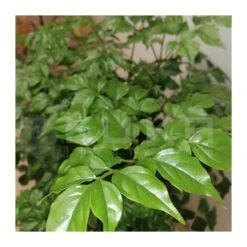 Radermachera Sinica -Suministros De Jardineria Ventas 2024 radermachera sinica 2