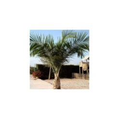 Ravenea Rivularis Ejemplar