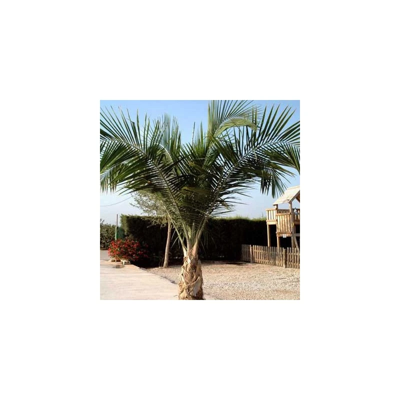 Ravenea Rivularis Ejemplar 3 Ravenea Rivularis Ejemplar