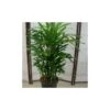 Rhapis Excelsa -Suministros De Jardineria Ventas 2024 rhapis excelsa