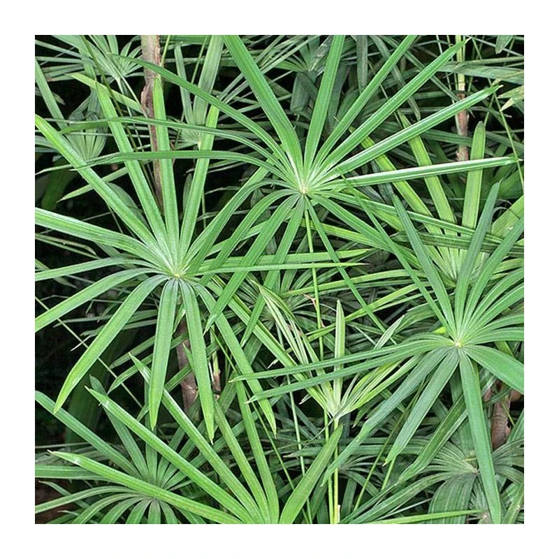 Rhapis Humilis 4 Rhapis Humilis - Imagen 2