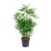 Rhapis Humilis -Suministros De Jardineria Ventas 2024 rhapis humilis