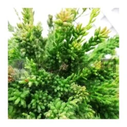 Rhipsalis Mesembryanthemoides -Suministros De Jardineria Ventas 2024 rhipsalis mesembryanthemoides 1