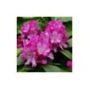 Rhododendron Yakushimanum -Suministros De Jardineria Ventas 2024 rhododendron yakushimanum