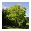 Robinia Pseudoacacia -Suministros De Jardineria Ventas 2024 robinia pseudoacacia