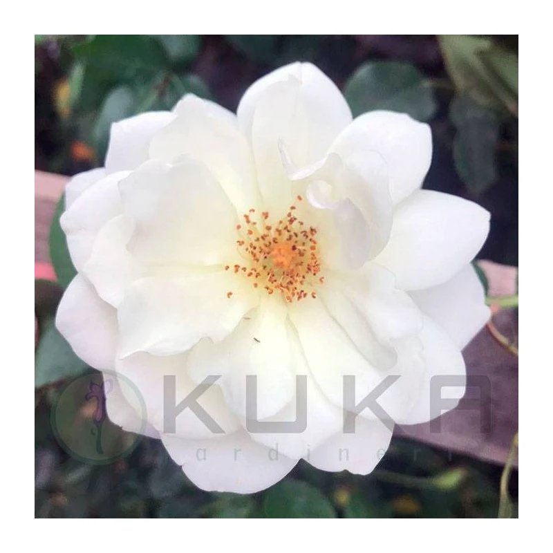 Rosal Trepador Banksiae Alba Plena 4 Rosal Trepador Banksiae Alba Plena - Imagen 2