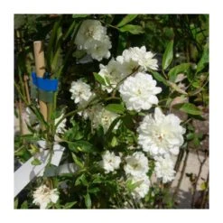 Rosal Trepador Banksiae Alba Plena