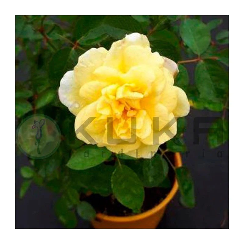 Rosal Comestible Lemon 3 Rosal Comestible Lemon