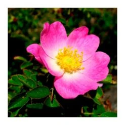 Rosal Mosqueta Eglanteria