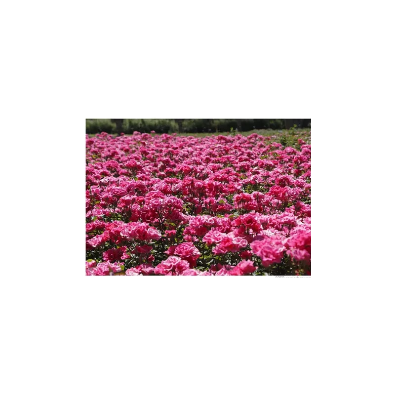 Rosal Marcia 3 Rosal Marcia