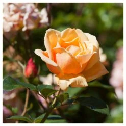 Rosal Trepador Marquesa De Urquijo