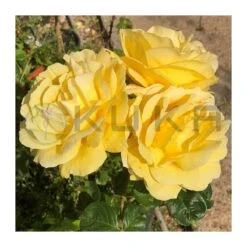 Rosal Michelangelo 8 Rosal Michelangelo -Suministros De Jardineria Ventas 2024 rosal michelangelo 2