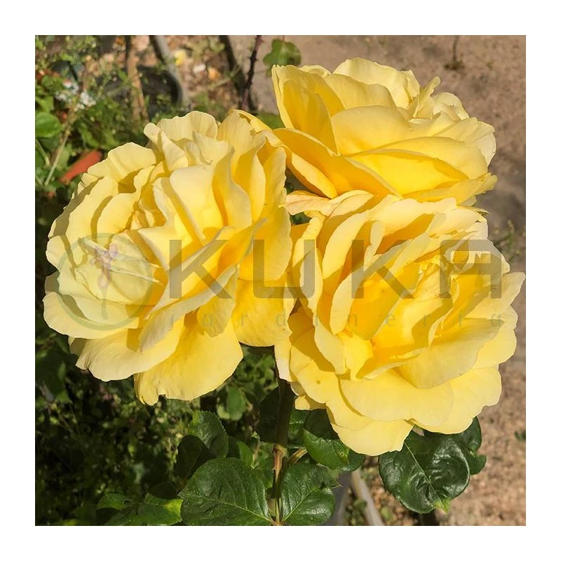 Rosal Michelangelo 5 Rosal Michelangelo - Imagen 3