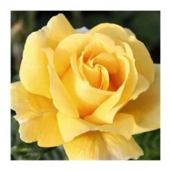 Rosal Michelangelo 9 Rosal Michelangelo -Suministros De Jardineria Ventas 2024 rosal michelangelo 3