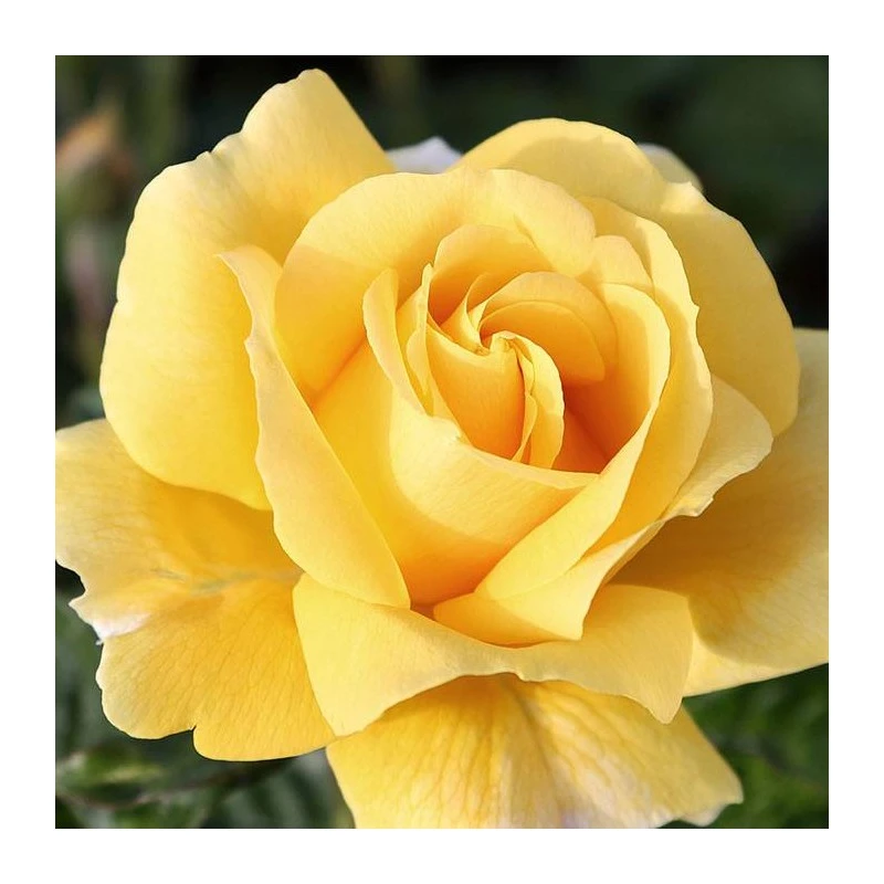 Rosal Michelangelo 6 Rosal Michelangelo - Imagen 4