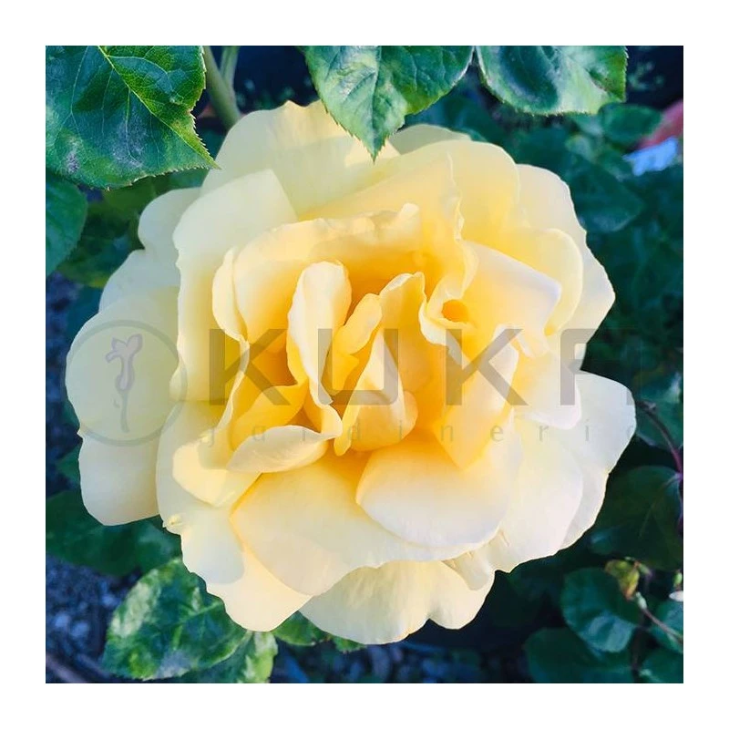 Rosal Michelangelo 3 Rosal Michelangelo