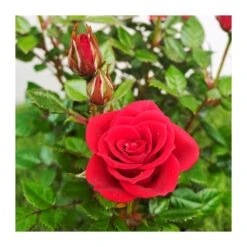 Rosal Mini Kordana 6 Rosal Mini Kordana -Suministros De Jardineria Ventas 2024 rosal mini kordana 1