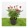 Rosal Mini Kordana -Suministros De Jardineria Ventas 2024 rosal mini kordana