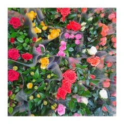 Rosal Mini Kordana 7 Rosal Mini Kordana -Suministros De Jardineria Ventas 2024 rosal mini kordana 2