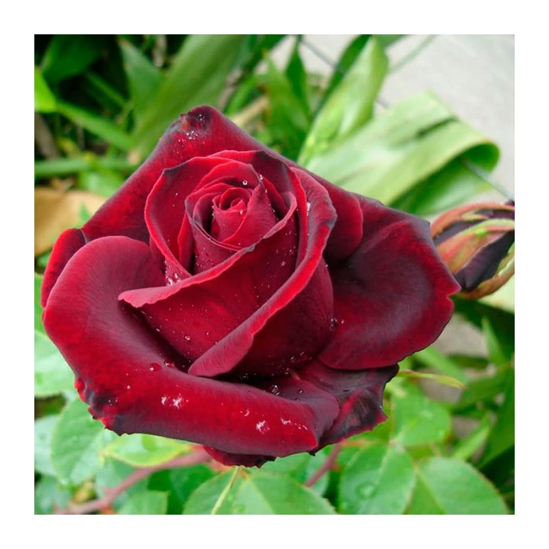 Rosal Perla Negra 3 Rosal Perla Negra