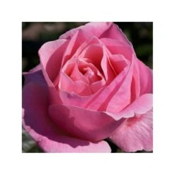 Rosal Queen Elizabeth -Suministros De Jardineria Ventas 2024 rosal queen elizabeth 1 1